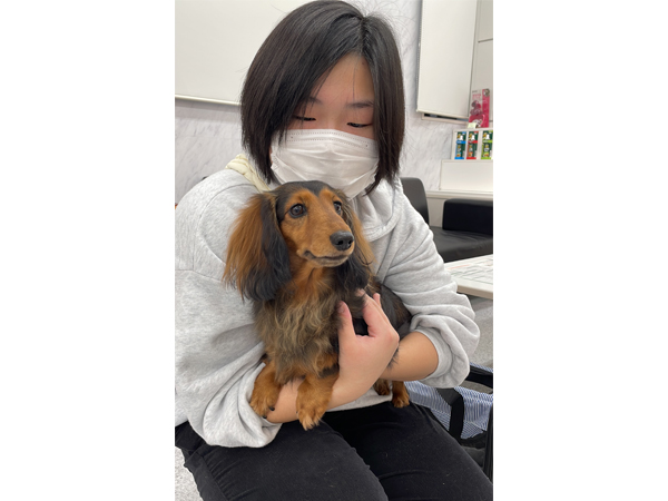 モデル犬を卒業したうるちちゃん♪